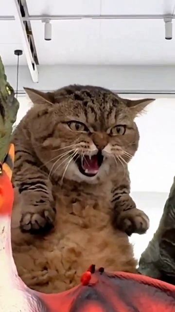 котик смотреть онлайн