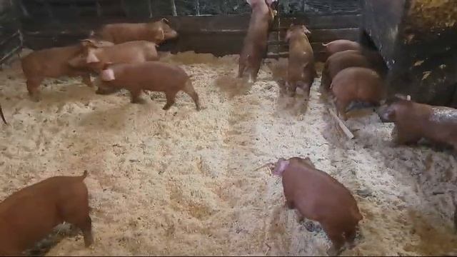 продажа поросят смотреть онлайн