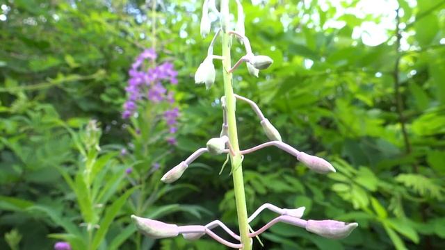 Fireweed (Epilobium Angustifolium) / Great Willow-herb - 2013-07-13 смотреть онлайн