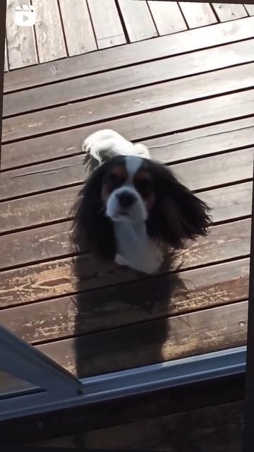 Кавалер Кинг Чарльз спаниель #лучшаяпородасобак #виделивидео #красиваясобака #собакадругчеловека смотреть онлайн