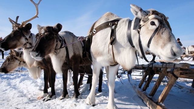 Салехард День оленевода 2019 г смотреть онлайн