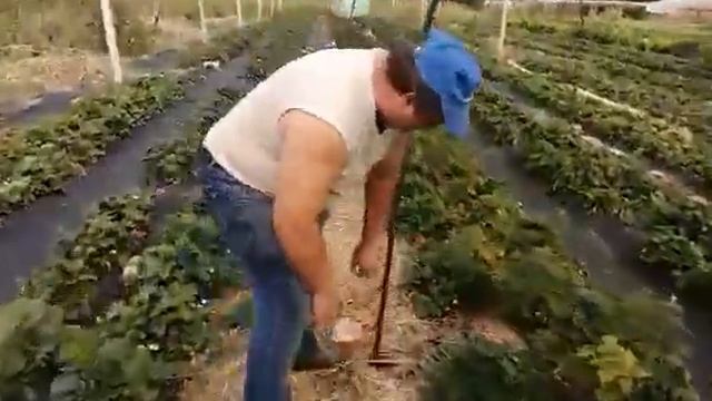 Клубника Альбион усыпана ягодами в сентябре смотреть онлайн