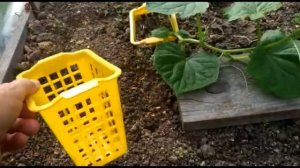 ШПАРГАЛКА 17.  Высаживание рассады. Пошагово.