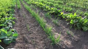 Крем-паста из Риса и Ячменя: Легкий Рецепт Источника Кремния и Микроэлементов Правильное питание 14