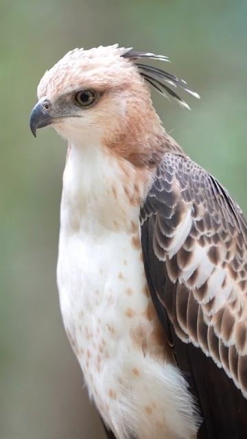Changeable hawk-eagle | Wilpattu National Park | Srilanka | wildlife | Wolfie смотреть онлайн