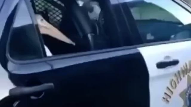 pelican attacks capybara (pelican arrested meme) pelican tries to eat capybara смотреть онлайн