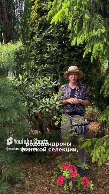 13 ЛУЧШИХ СОРТОВ РОДОДЕНДРОНОВ ДЛЯ ВАШЕГО САДА смотреть онлайн