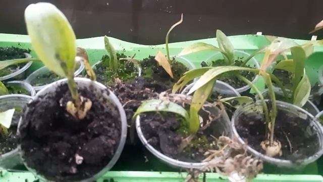 Результат за сезон размножения лилий из чешуек .11ноября 2021 смотреть онлайн