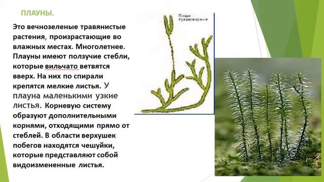 Папоротникообразные