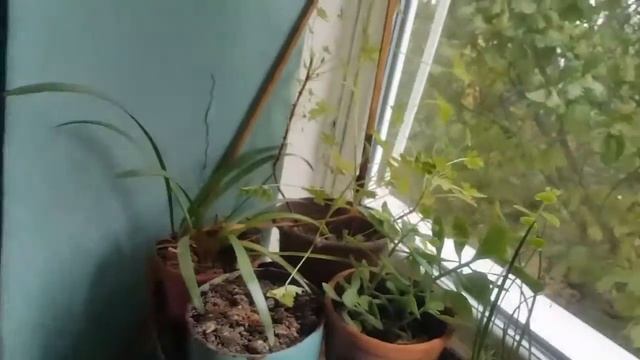 Синичка смотреть онлайн