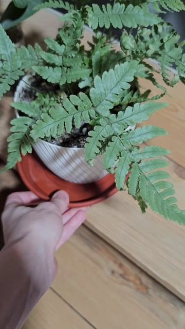 Не могу найти подход к двум цветкам.#папоротник#фикус#комнатныецветы#растения#