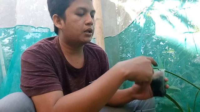 Argyra Hidroponik: Media Arang Sekam, Memindahkan Bibit dari Modul Semai ke Peremajaan смотреть онлайн