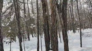 Лончин 20-ка перегревается. В чем проблема?