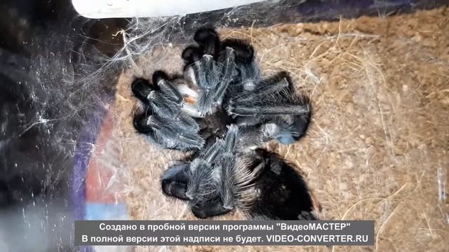 Brachypelma vagans линька 6 смотреть онлайн