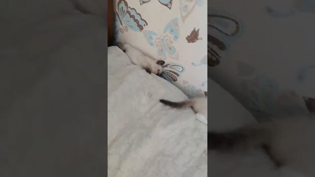Сиамский кот. Котята нашли себе новое место для игр смотреть онлайн