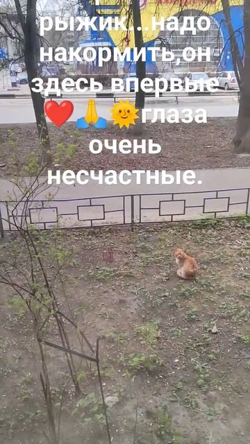 Сидит и смотрит на мое окно....надо покормить..!❤️🙏🌞👍😾 смотреть онлайн