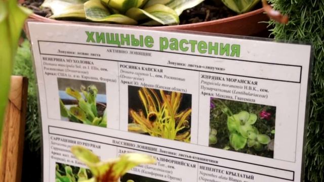 «Крик души и сердца»: ботанический сад Владивостока страдает от посетителей смотреть онлайн