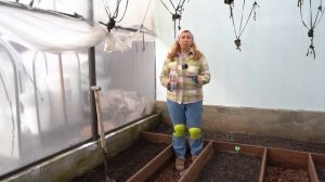 Какие средства  помогут от муравьев в теплице и когда проводить весеннюю обработку от вредителей?