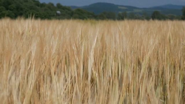 Panasonic Lumix DMC-GX80/GX85 + Lumix G 25 Mm 1.7 Lens | AMAZING COLORS