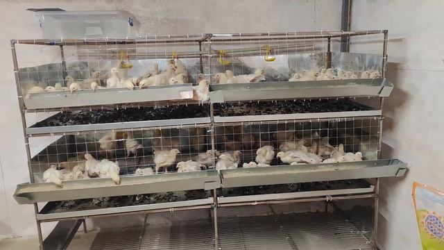 Переселяем бройлера в клетки. Не хватает времени в сутках смотреть онлайн