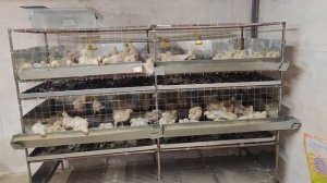 Переселяем бройлера в клетки. Не хватает времени в сутках