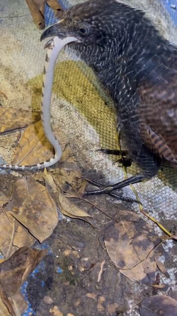 #рысь #карелия #природа bìm bịp ăn rắn cạp nia #snake #лиса #dance #snakecharmer #10 смотреть онлайн