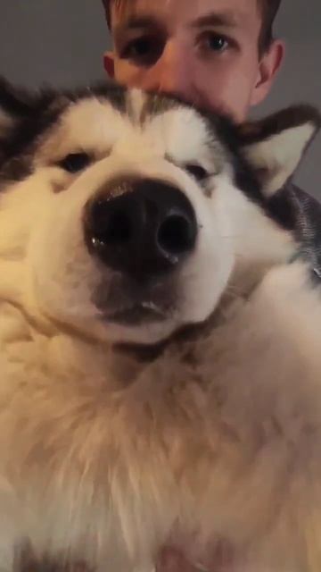 Malamute Life Наша жизнь с маламутами #собака #dog #malamute #маламут #щенок #petslover #pets #pet смотреть онлайн