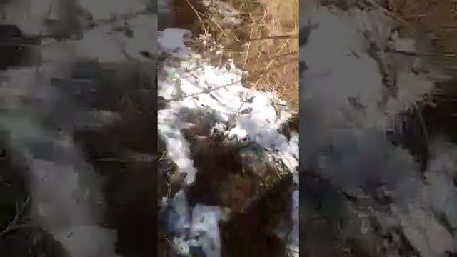 Обучение охотничьего щенка часть-3 смотреть онлайн