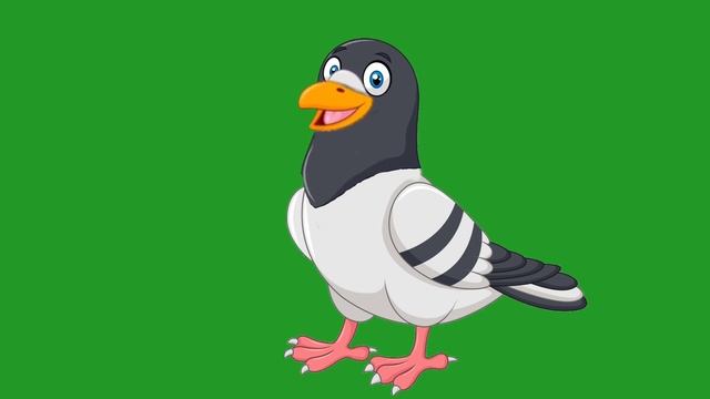 Green Screen Kabutar Cartoon/bird Green Screen/cartoon Kabutar Green Screen