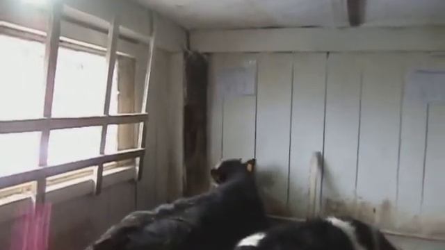 Привесы телят апрель 2018 - 900 г/гол. Ищем пути снижения себестоимости откорма смотреть онлайн