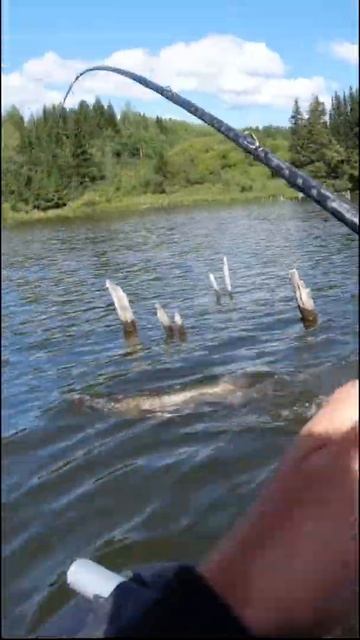 Pike fishing. Мощная поклевка щуки у самой лодки. #shorts смотреть онлайн