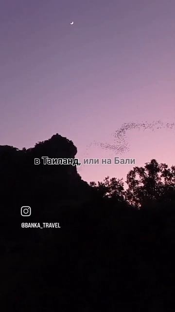 Летучие мыши вылетают на охоту смотреть онлайн
