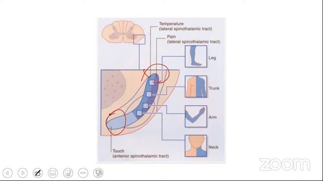 Applied Neuroanatomy of Spinal Cord смотреть онлайн