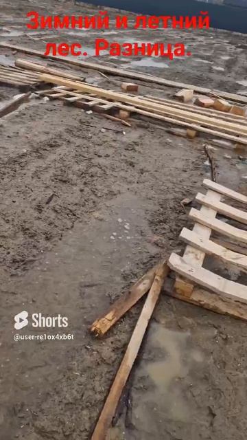 чем зимний лес отличается от летнего_ смотреть онлайн