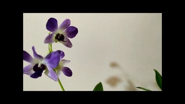 Орхидеи и адениумы, (не много))/Orchids and adeniums смотреть онлайн