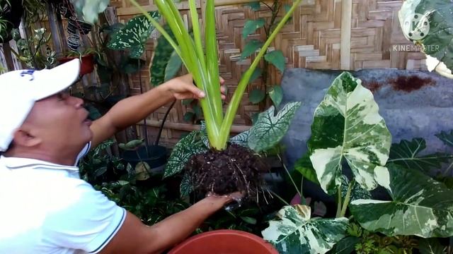 "MOST BEAUTIFUL ALOCASIA PLANT IN MY GARDEN" HOW I MADE IT BIGGER AND LUSHIER WITHOUT FERTILIZER? смотреть онлайн