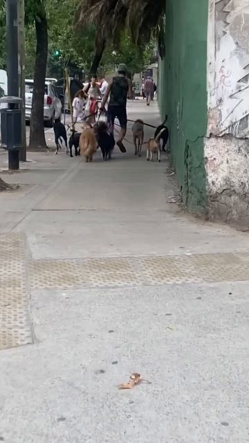 Аргентина домашние животные, любители Собак #argentina #аргентина #буэносайрес смотреть онлайн