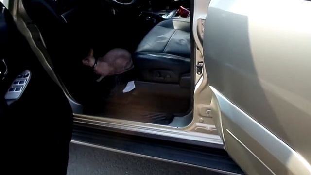 Гуляли в парке с Катькой после операции. смотреть онлайн