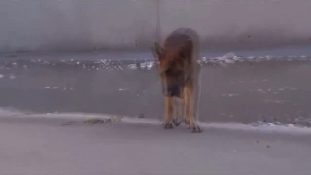 Парень просто погладил собаку по макушке, но то что сделал пёс никто не ожидал смотреть онлайн