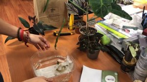 Сажаем клон алоказии бамбино Пинк вар.