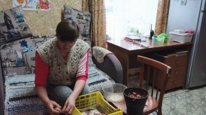 Перебрала лук ,видео из тик-ток.