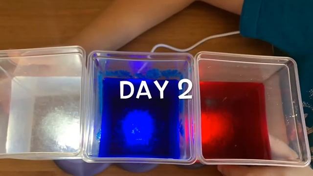 Crystal Growing Kit | Growing Crystals | Easy DIY Science Experiments For Kids to do at home смотреть онлайн