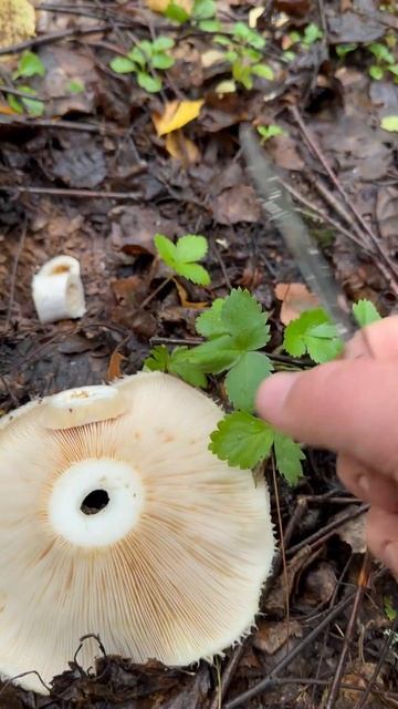 ГруздиТихая Охота смотреть онлайн