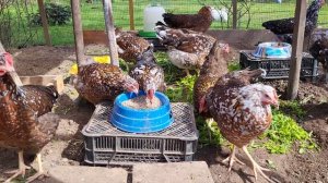 Апрель 2024 Курочки-рябушки  порода Доминант Триколор