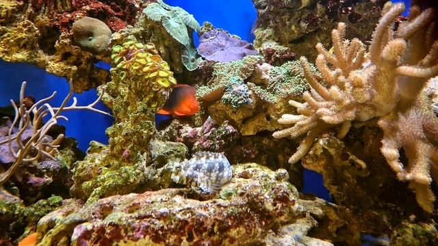 Аквариум морской 1300 литров с сампом. смотреть онлайн