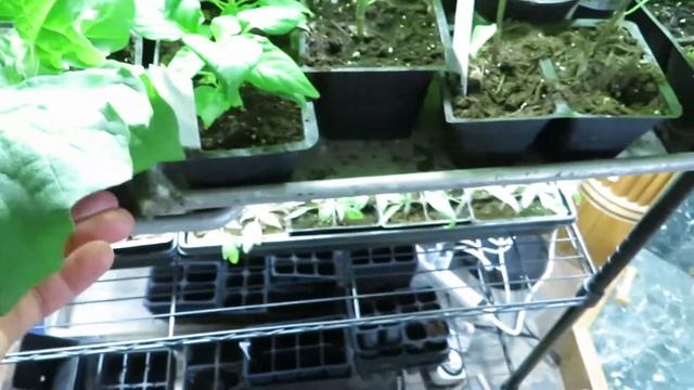 Update: Using Cheap LED Shop Lights for Seedlings (Hyper Tough 5,000 lumen LED strips) смотреть онлайн