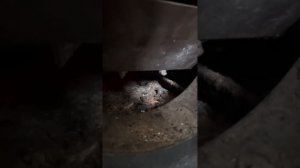 Котел «Диво» Изуран. Полностью переделал котел под каменный уголь