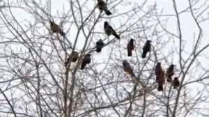 Сергей Наговицын Потерянный край