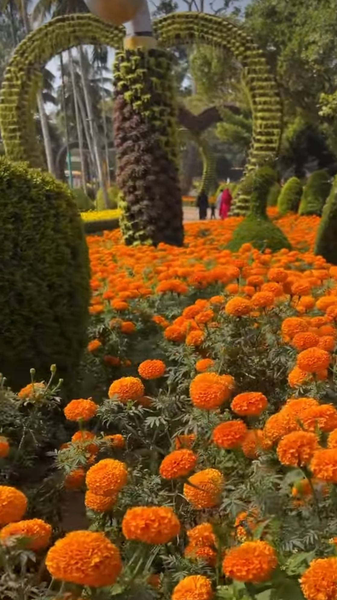 வயநாடு அம்பலவயல் Vayanad Poopoli ❤️❤️❤️ #flowershow #flowers #flower #flowerstagram #flowersphotogra