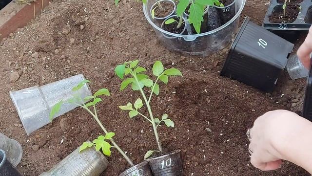 Перевалка томатов в больший объем. смотреть онлайн